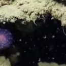 Ученые: на дне океана найдена неведомая светящаяся сфера