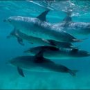 Киты и дельфины скорбят по умершим — прямо как мы