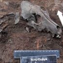 Кладбище собак, которому 2 тысячи лет, найдено в Сибири