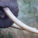 Палеонтологи узнали, чем питались родственники слонов 2 млн. лет назад