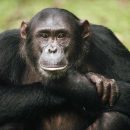 Ученые подтвердили, что вирус иммунодефицита обезьян передается человеку