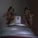 У тараканов есть GPS — Ученые