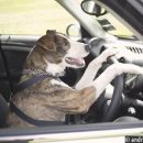 Поющий брянский пес-водитель стал звездой Интернета