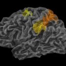 Ученые: В мозге человека найден центр интуиции