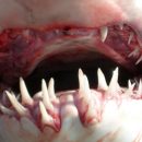 Ученые: Акулы помогут человеку вырастить новые зубы