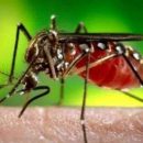 В США отмечены первые случаи заболевания вирусом Зика от комариных укусов
