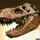 В США отыскали целый череп тираннозавра