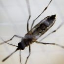 В США для борьбы с вирусом Зика создали генетически модифицированных комаров