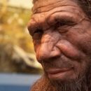 Неандертальцы обладали удивительно богатым арсеналом лекарственных средств