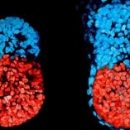 Учёным удалось впервые в мире вырастить искусственный эмбрион