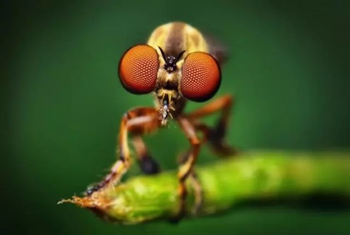 «Лучший стрелок» из мира насекомых стал объектом исследования и героем научно-популярного фильма