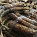 Глобальное потепление неожиданным образом способствует незаконной торговле мамонтовой костью