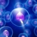 Ученые превратили клетки человеческой почки в микроскопический биокомпьютер