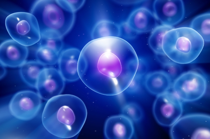 Ученые превратили клетки человеческой почки в микроскопический биокомпьютер