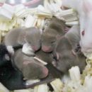 Эксперимент с семенной жидкостью мышей позволяет предположить, что люди смогут рожать в космосе