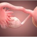 Произведенное с помощью искусственной матки потомство дает бесплодным женщинам надежду