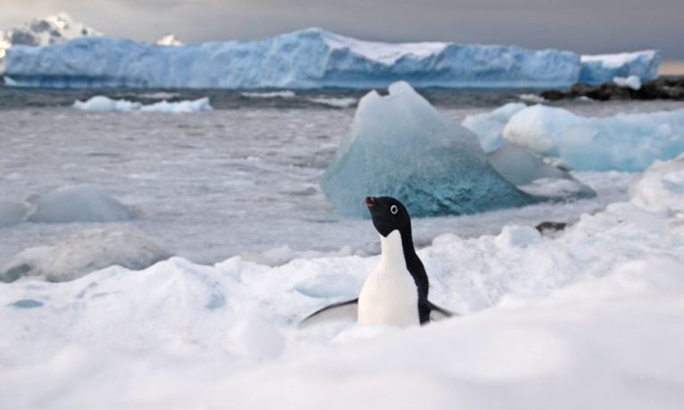 Антарктика загрязнена намного сильнее, чем думали