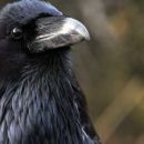 Не обижайте ворона — он может это вам припомнить