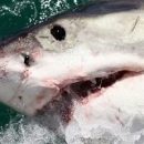 Эксперт: в чём Голливуд ошибается, показывая акул в фильмах ужасов