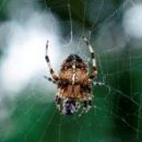 Учёные обнаружили сверхпрочную паутину