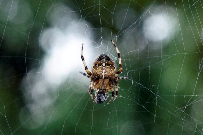 Учёные обнаружили сверхпрочную паутину