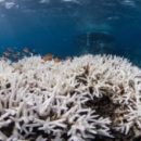 Генетически модифицированные кораллы могут помочь спасти коралловые рифы от вымирания