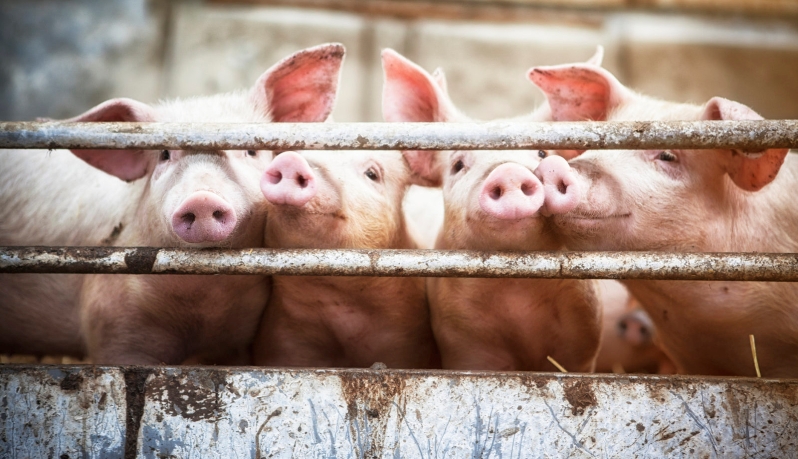 Исследователи пытаются сделать органы свиней более подходящими для трансплантации