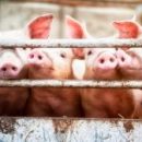 Исследователи пытаются сделать органы свиней более подходящими для трансплантации