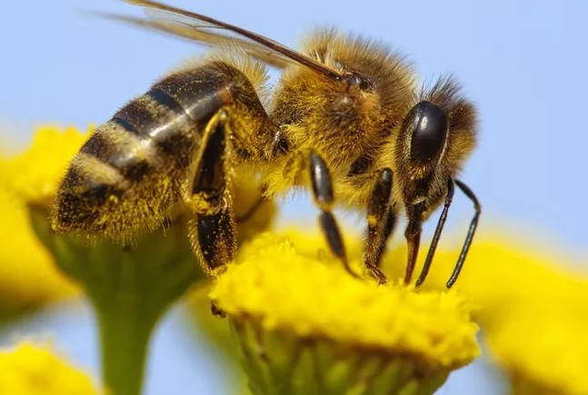 Чтобы помочь пчелам, надо избавиться от применения пестицидов в садах