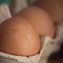 Японские куры-«мутанты» кладут яйца с противораковыми препаратами