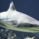 Покрытие, созданное по образу акульей шкуры, избавляет от 99 процентов поверхностных бактерий