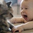 Кошки могут предотвратить астму у детей