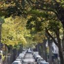 Исследование: Засаживайте улицы деревьями, чтобы предотвратить серьёзные приступы астмы