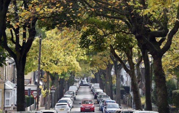 Исследование: Засаживайте улицы деревьями, чтобы предотвратить серьёзные приступы астмы
