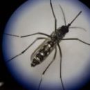Новое генетическое оружие против разносчиков болезней — комаров