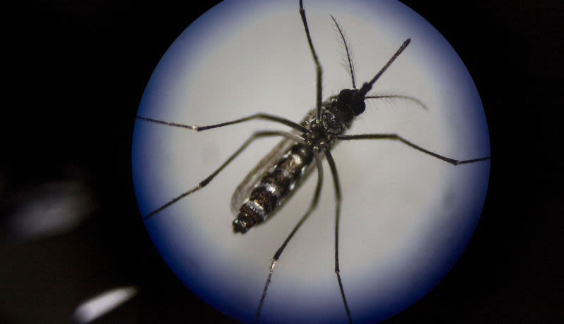Новое генетическое оружие против разносчиков болезней — комаров