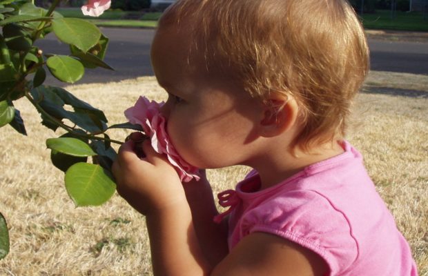 Наука подтверждает: иногда полезно остановиться и вдохнуть запах цветка на лужайке