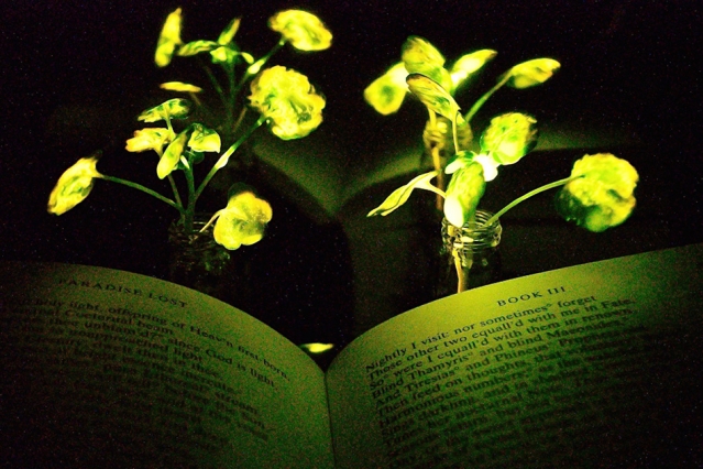 Инженеры создают растения, которые светят как лампы