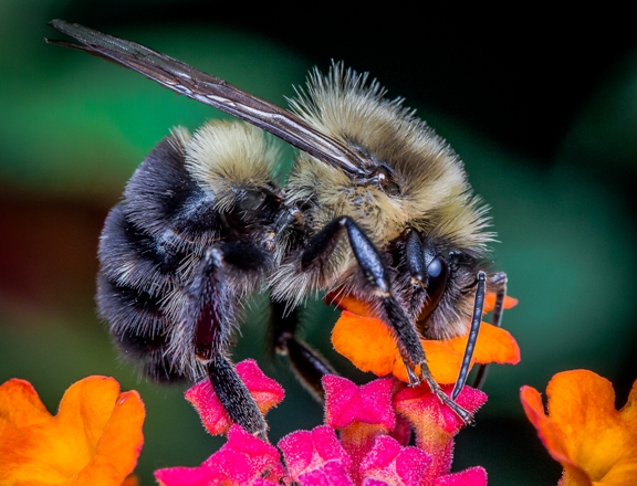 Усовершенствованные пестициды могли бы убивать насекомых-вредителей, не затрагивая пчёл
