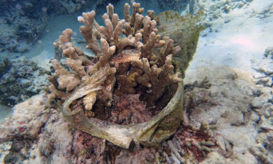 Миллиарды пластиковых предметов в океане угрожают безопасности коралловых колоний