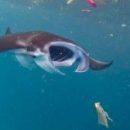 Пластик обнаружен в организмах почти трети глубоководных морских рыб