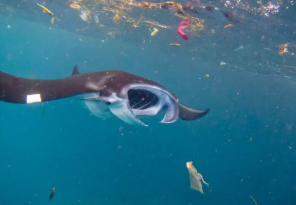 Пластик обнаружен в организмах почти трети глубоководных морских рыб