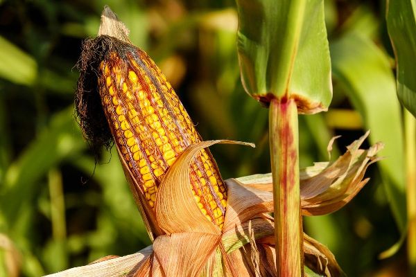 Ученые доказали, что генно-модифицированная кукуруза полезна