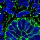 Учёным удалось вырастить из стволовых клеток функционирующую почечную ткань