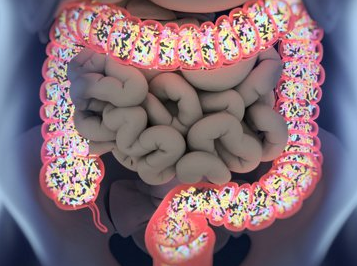 Диета и образ жизни перевешивают генетическое воздействие на микробиом кишечника