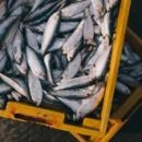 Технология блок-чейн поможет бороться с мошенничеством в индустрии морепродуктов