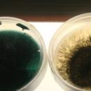 Бактерии, питающиеся нефтепродуктами, могут помочь очистить загрязнения и разливы