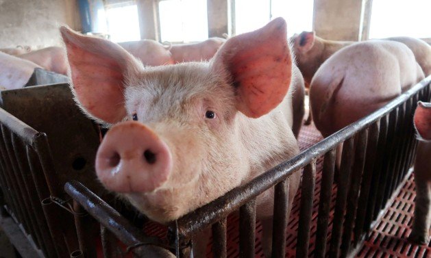 Учёные опасаются нового смертельного свиного вируса, который может передаваться людям