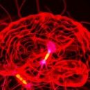 В поисках способов борьбы с хроническими заболеваниями учёные расшифровывают сигналы мозга