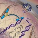 Ученые обнаружили скорую помощь и реанимационное отделение для ДНК